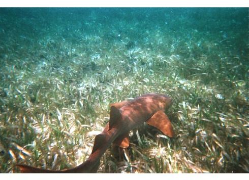 A nurse shark hugs the ocean floor