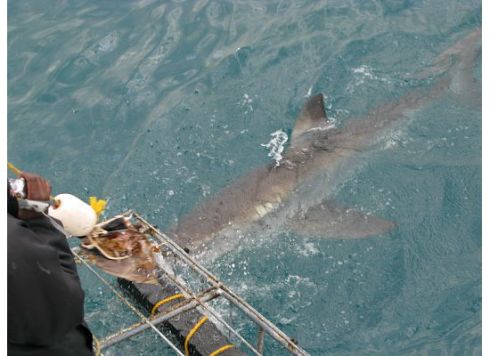 A curious juvenile male bumps into the empty cage