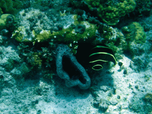 Angel fish burrows into the coral
