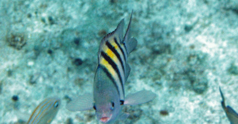 This sargeant major was fearless; it came right up to me, and I took this picture just before it took an exploratory nibble of my calf!