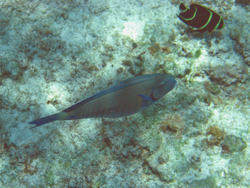 An unknown blue fish and an Angel fish